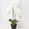 Provincial Home Living Flowers + Greenery | Flowers + Greenery>Blume 3 Stem Orchid
