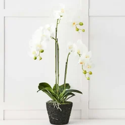 Provincial Home Living Flowers + Greenery | Flowers + Greenery>Blume 3 Stem Orchid