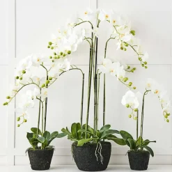 Provincial Home Living Flowers + Greenery | Flowers + Greenery>Blume 3 Stem Orchid