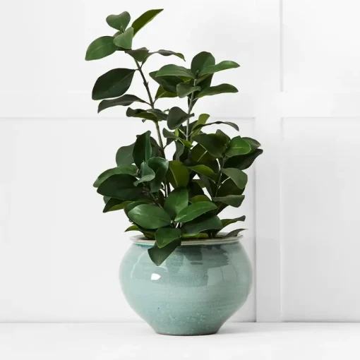 Provincial Home Living Decorative Accents>Compton Decorative Pot