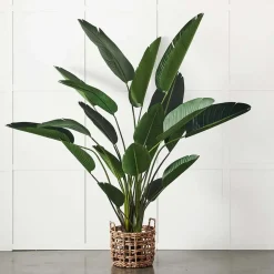 Provincial Home Living Flowers + Greenery | Flowers + Greenery>Potted Plant Palm